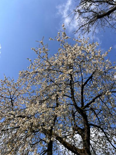 Image: 